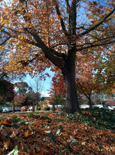 Leaves from trees